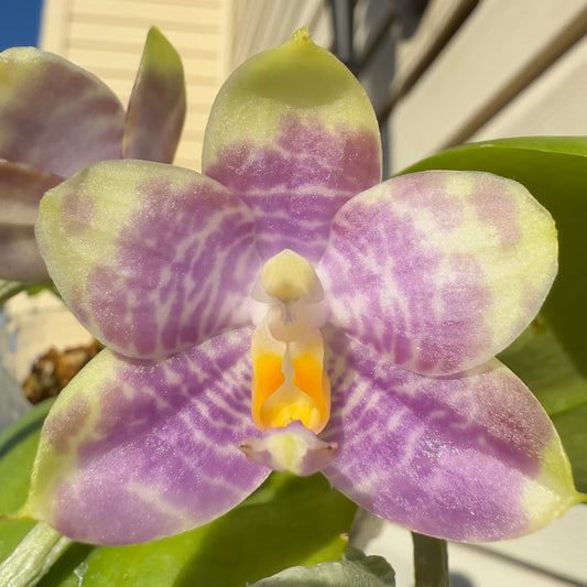 Phal. Mituo Golden Solar