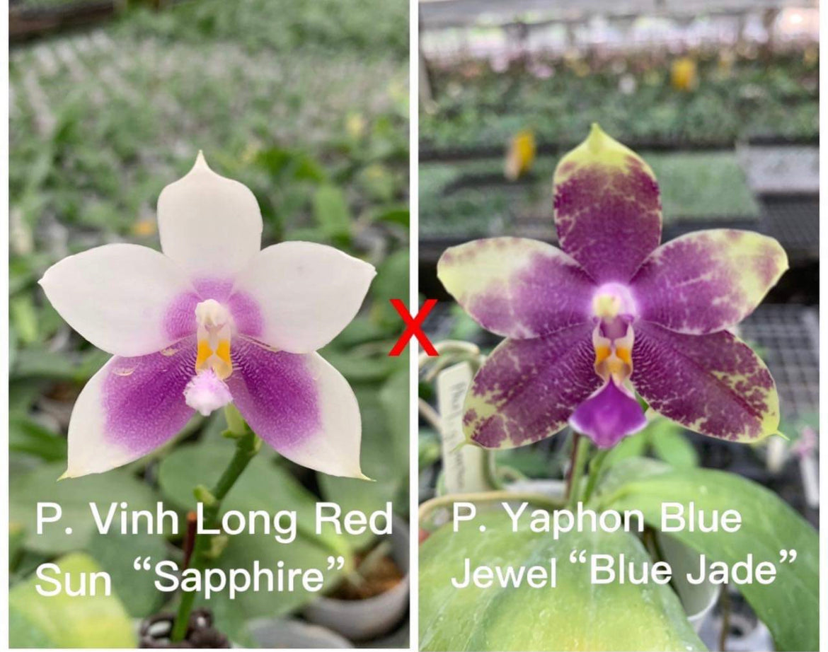 Phal. Vinh Long Red Sun "Sapphire" x P. Yaphon Blue Jewel "Blue Jade"