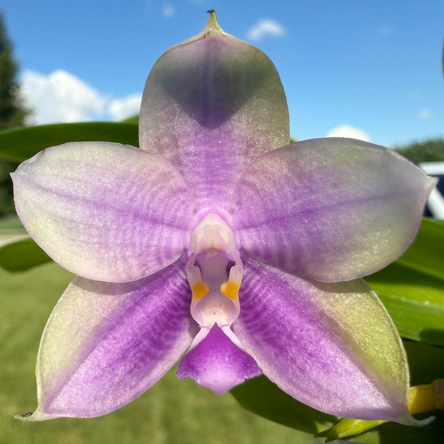 Phalaenopsis (Mainshow Mermaid x Mainshow Sapphire)