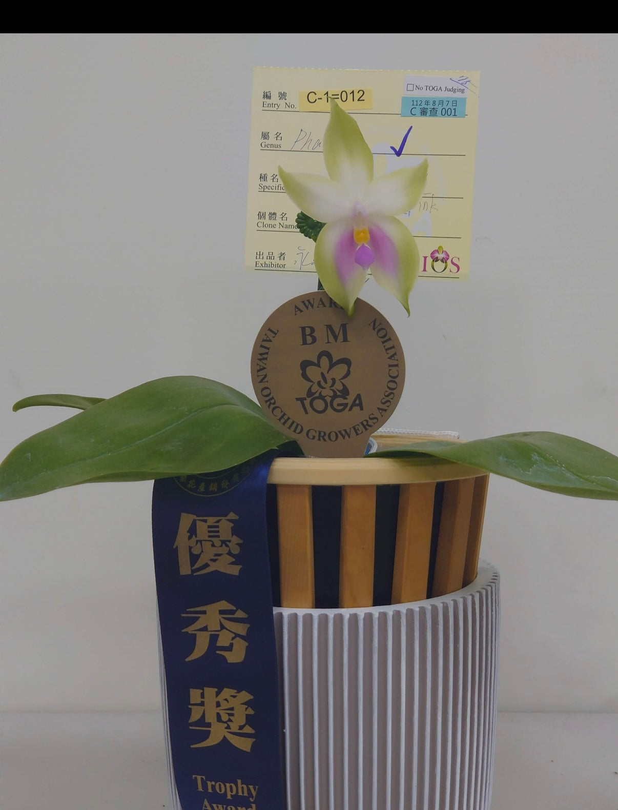 Phalaenopsis bellina f. pink “Pink Swan” BM/TOGA x sib