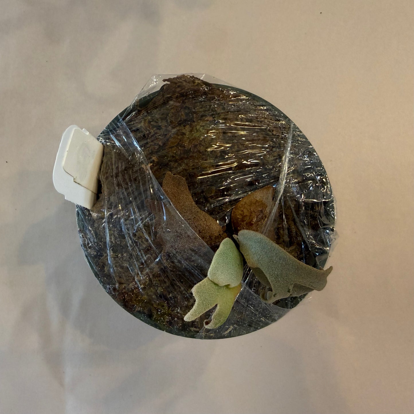 Close-up of a single Platycerium Jenny pup with emerging fronds, wrapped for shipping. A miniature Willinckii plant perfect for indoor plant enthusiasts.