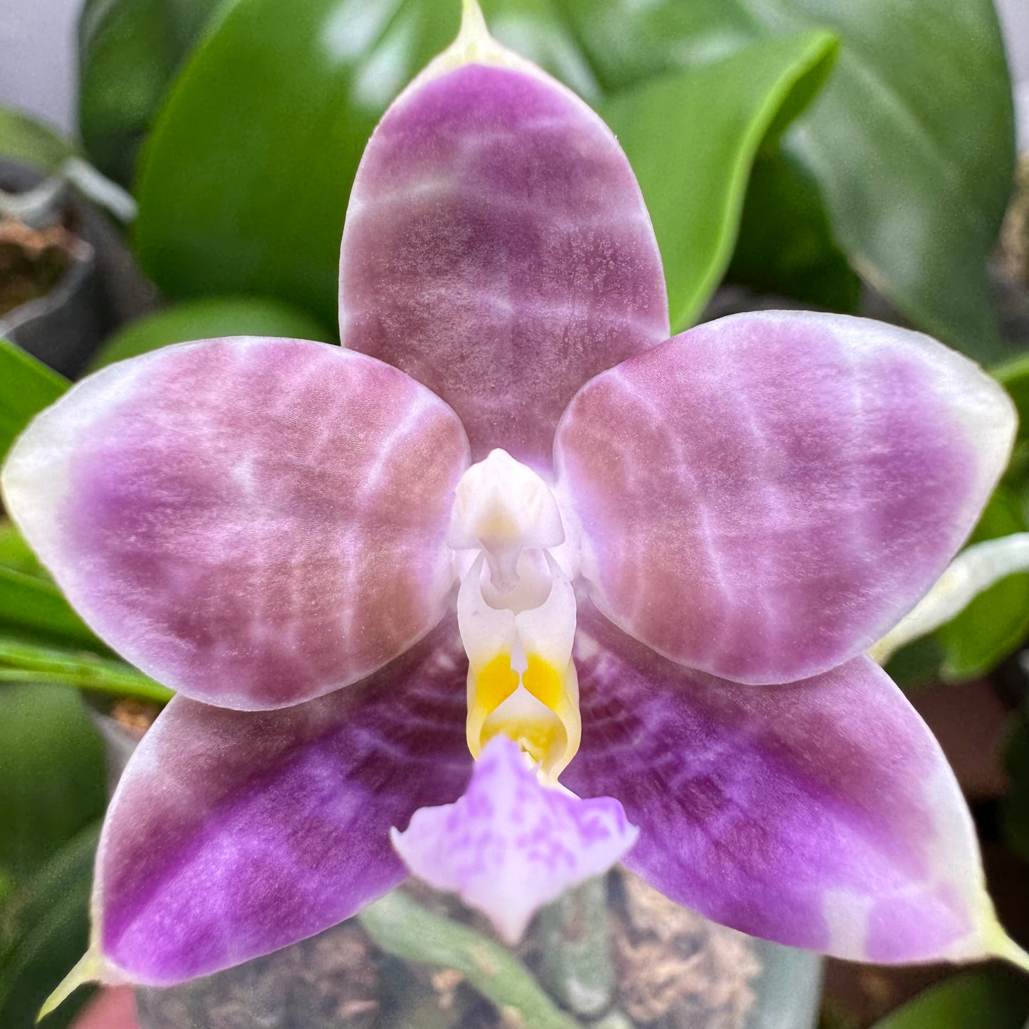 Phal. Mituo Golden Solar