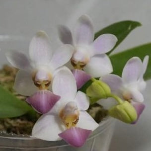 Phal. Evarise Blue Angel 'Violet'