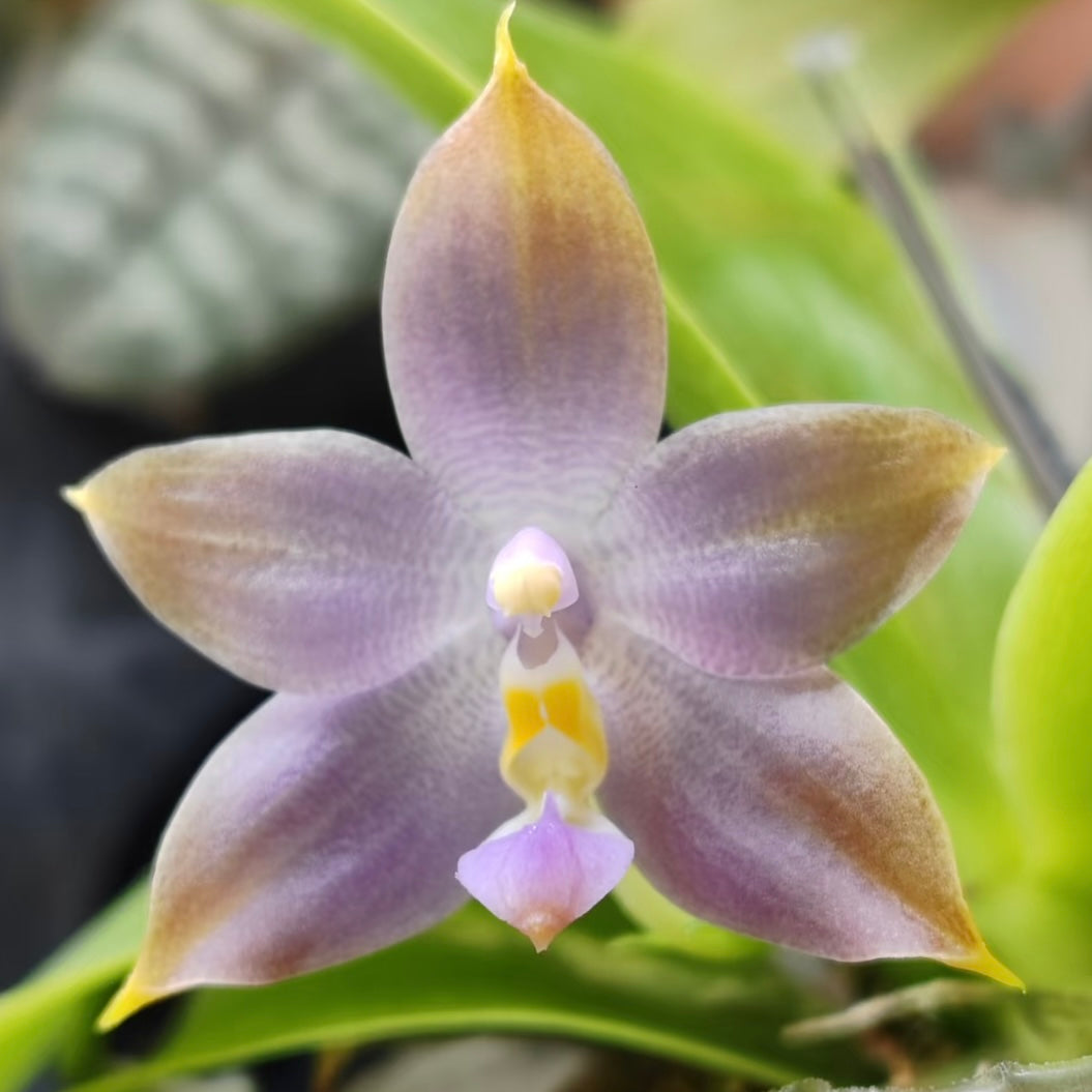 Phal. Freya’s Blue Hope