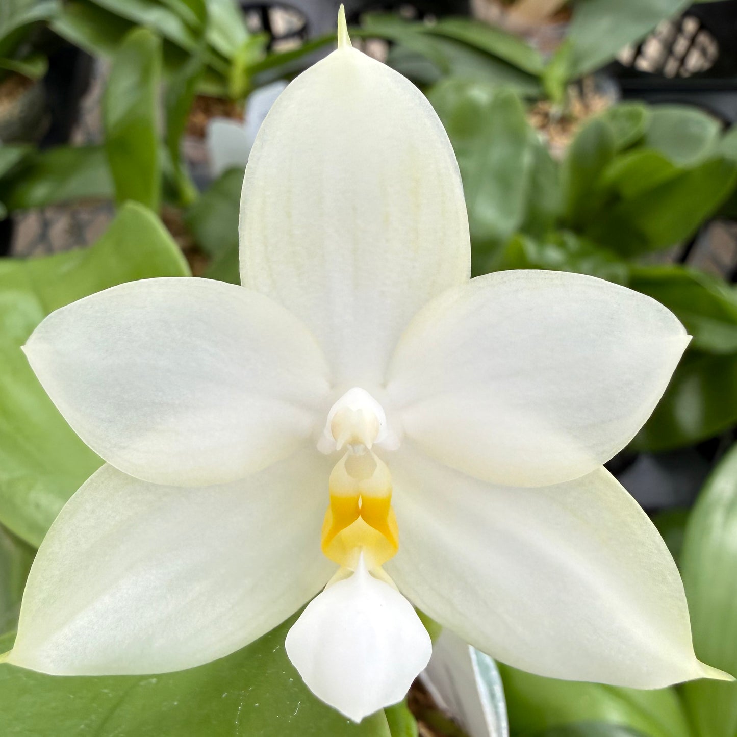 Phalaenopsis BKH 2349A