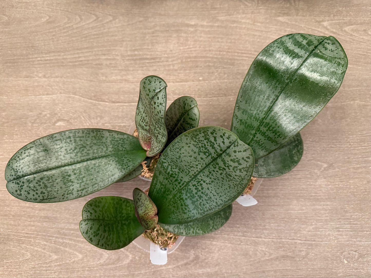 Phalaenopsis (schilleriana ‘Sliver Mountain’ x sanderiana ‘sliver’) BTA379