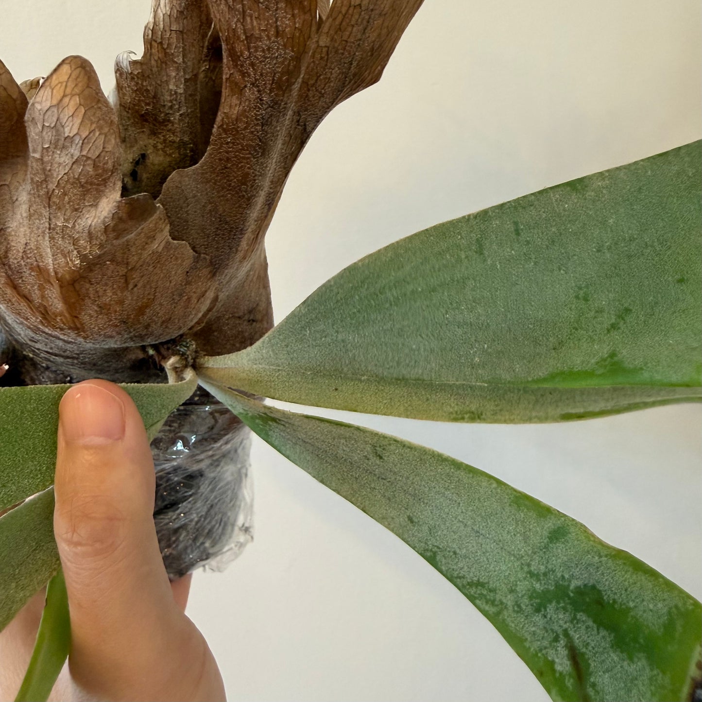 Platycerium Willinckii Spores