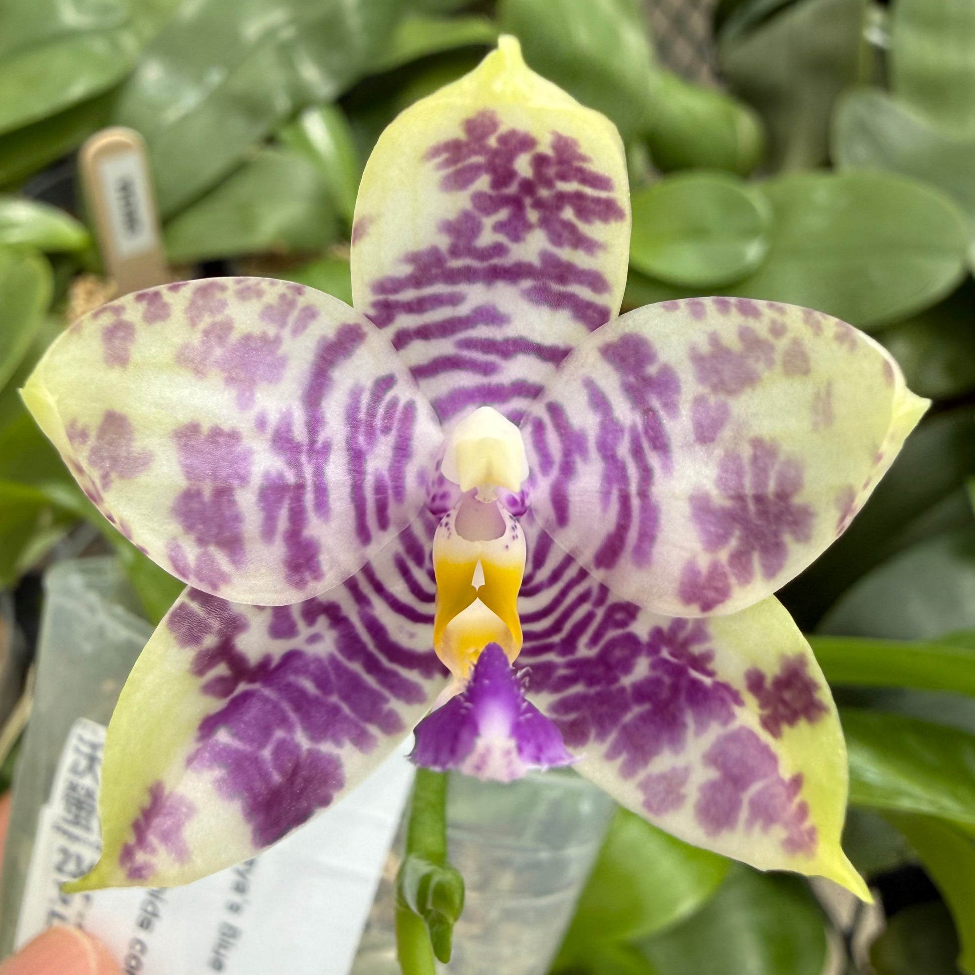 HCorchids