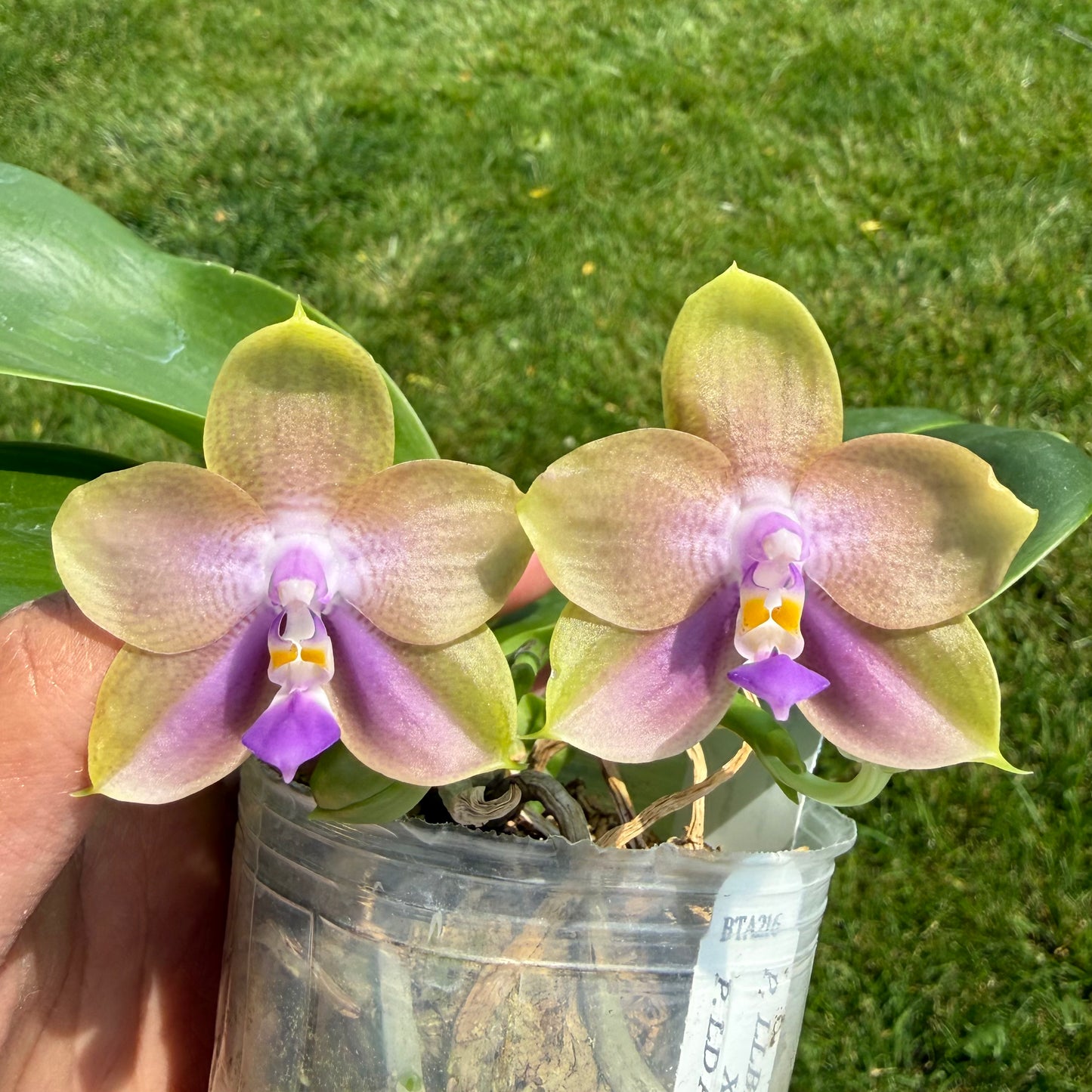 Phalaenopsis (LL Blue Family x LD Avatar) select #34