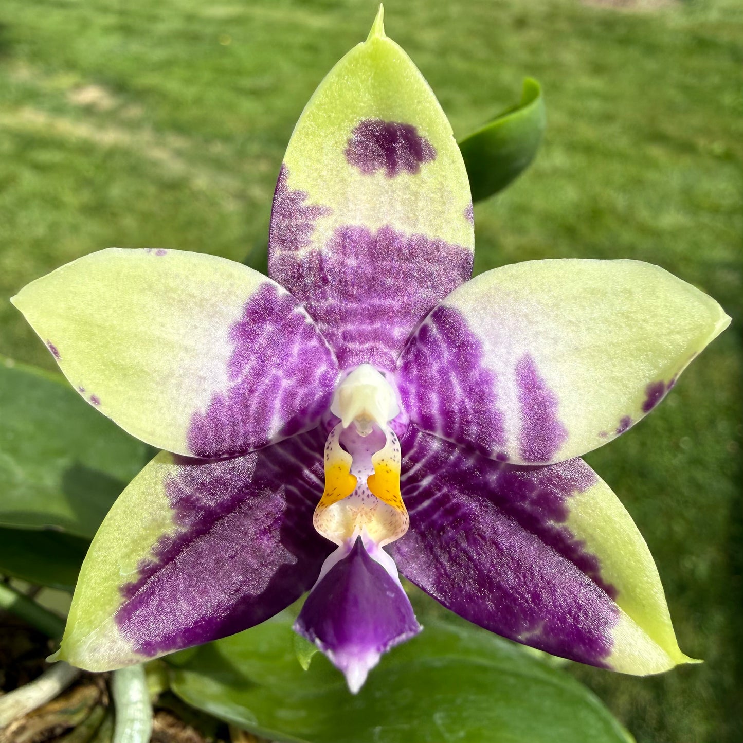 Phalaenopsis (Mituo Purple Dragon #4 x Mainshow Blue Tint)