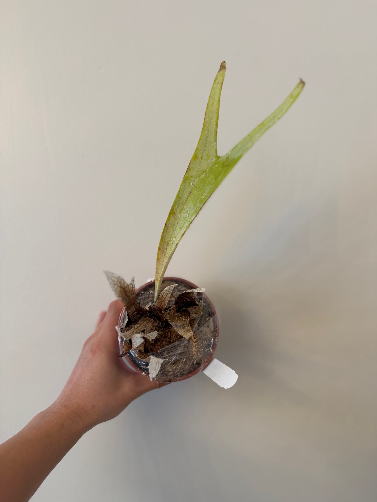 Platycerium Veitchii Lemoinei