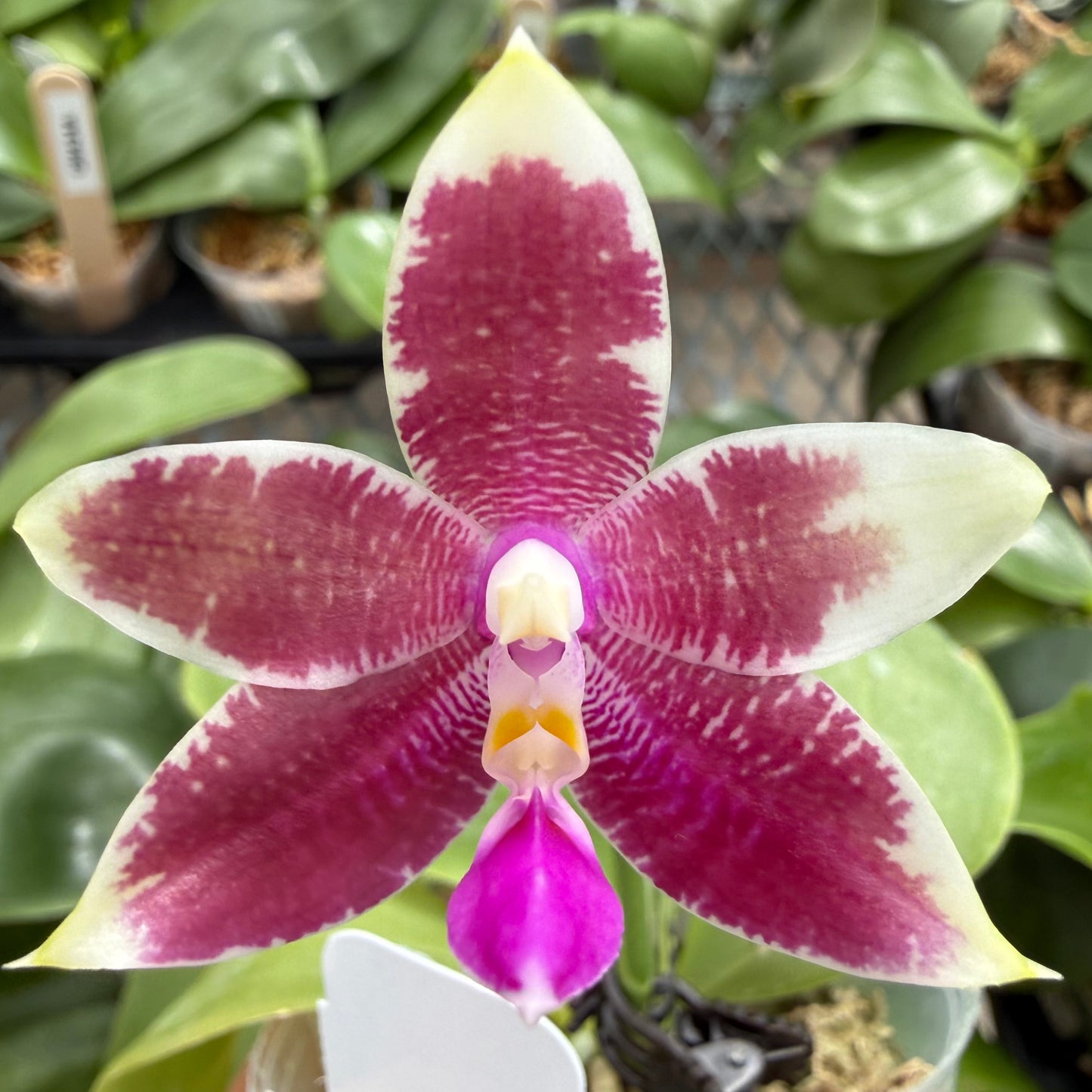 Phalaenopsis (Freya’s Blue Origin x Yang Yang Blue Dragonfly)