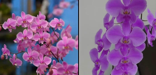 Phal. schilleriana “M405” X Phal. schilleriana purpurea