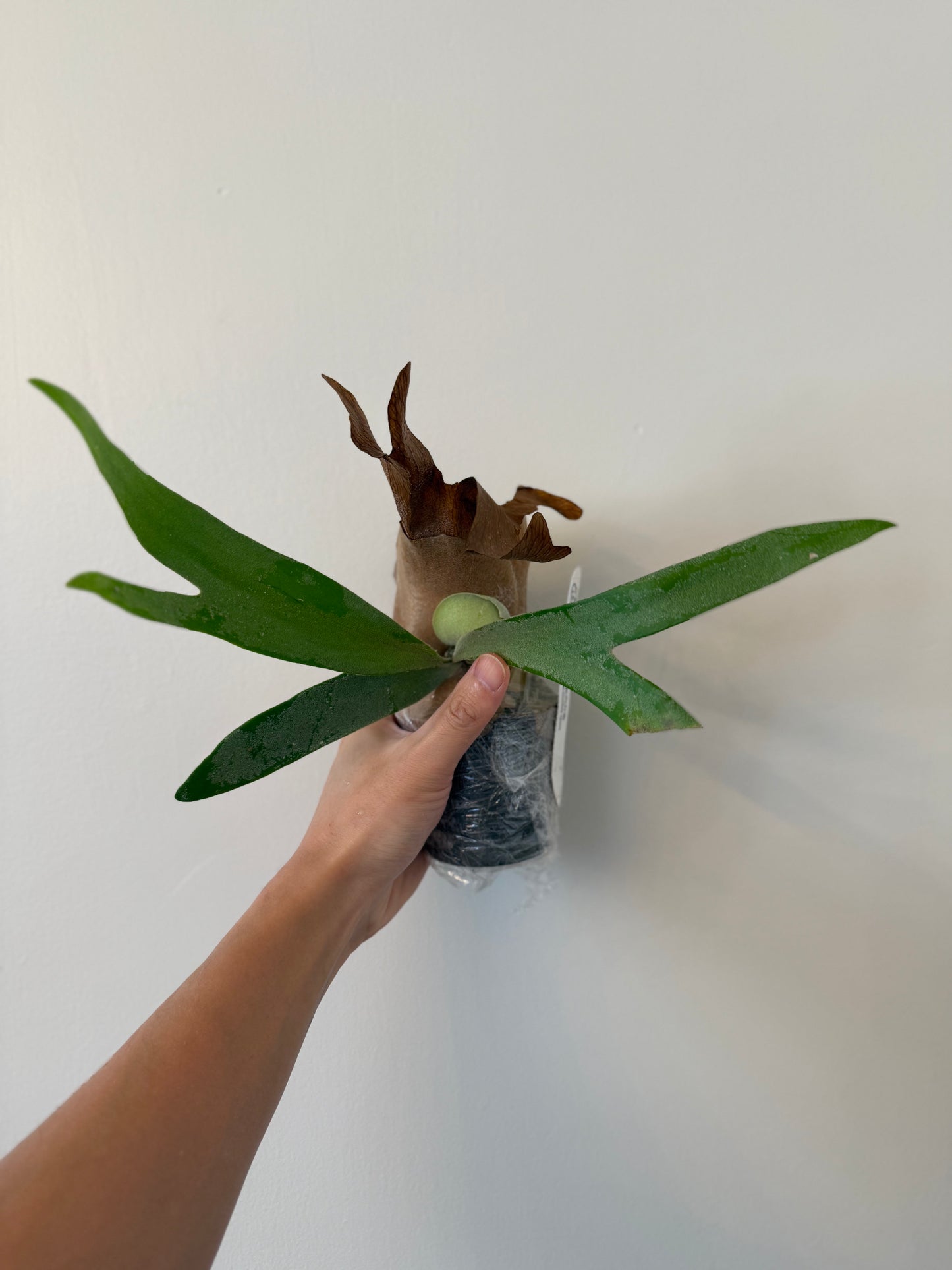 Platycerium (Foong Siqi X Blue Monkey) spore