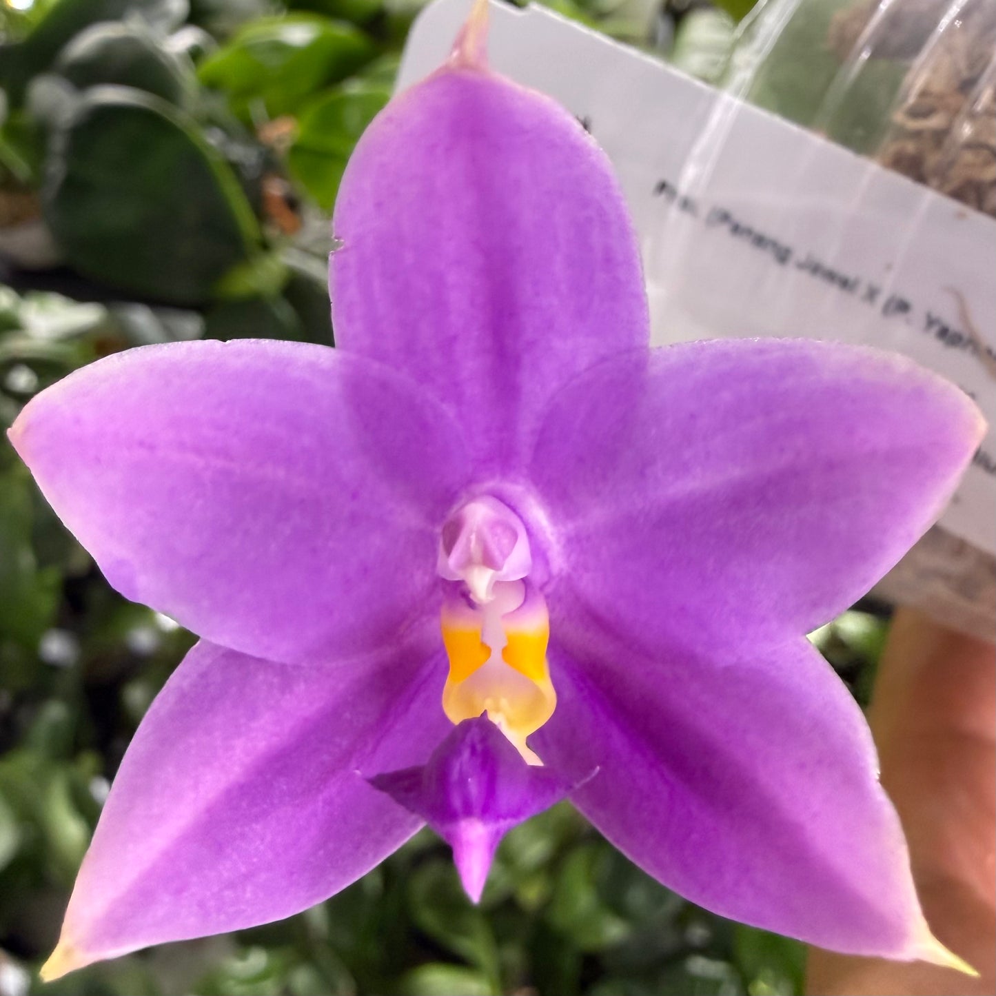Phalaenopsis BKH2301