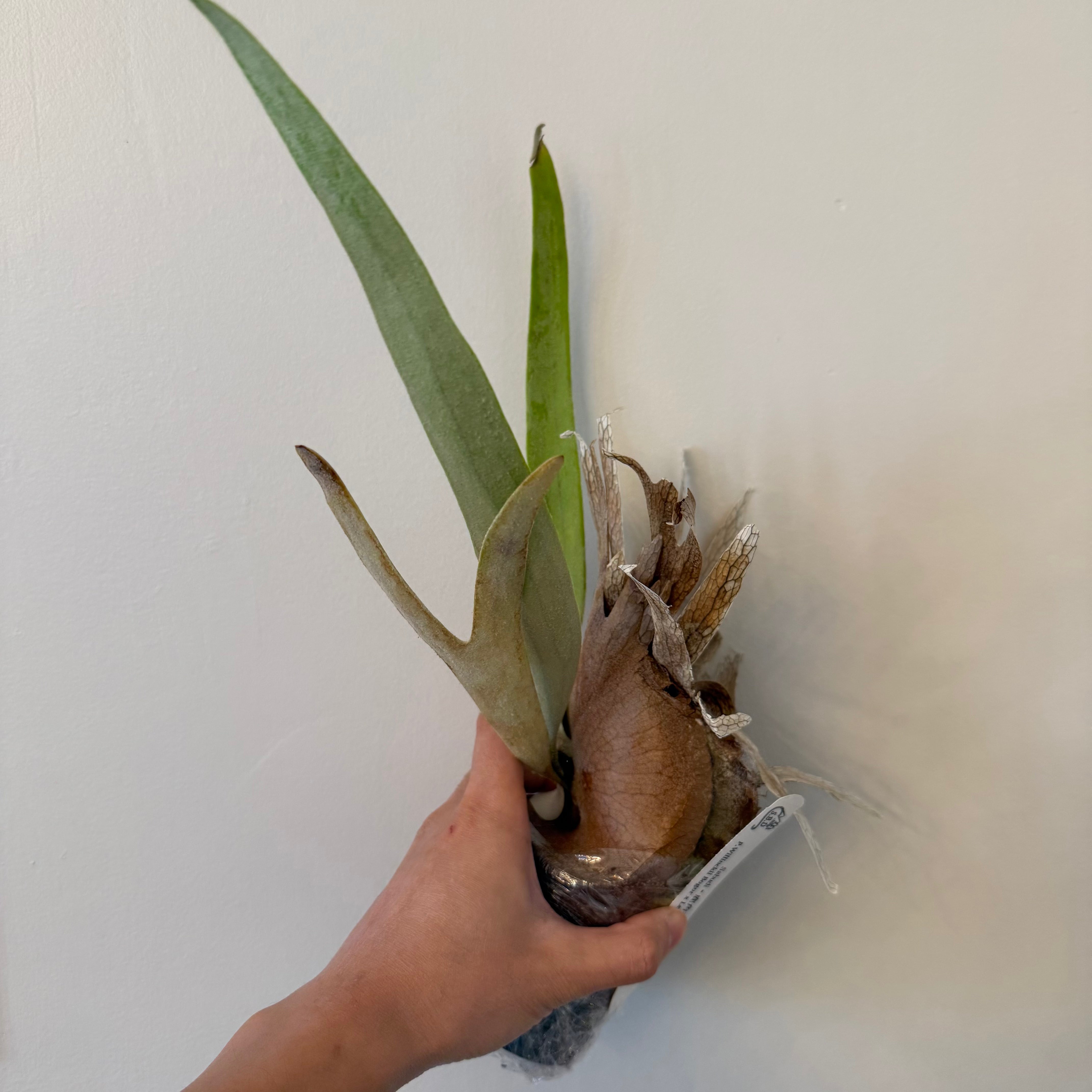 Platycerium Willinckii Bogor x Lemoinei Spores - Semi Mature Plant
