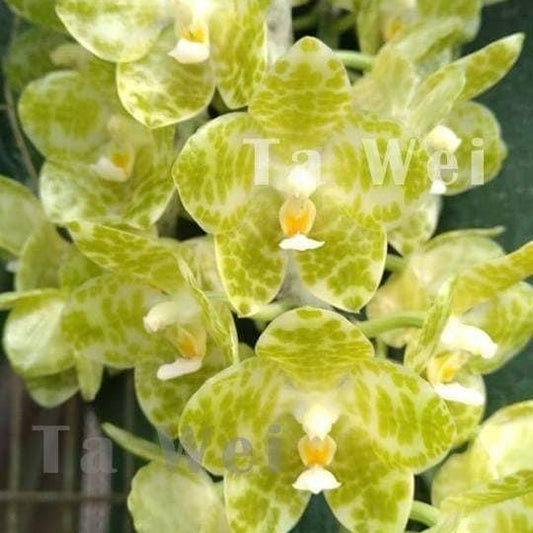 Phal. gigantea alba x sib