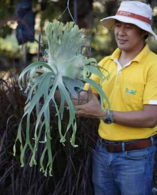 P. Willinckii Pygmeau