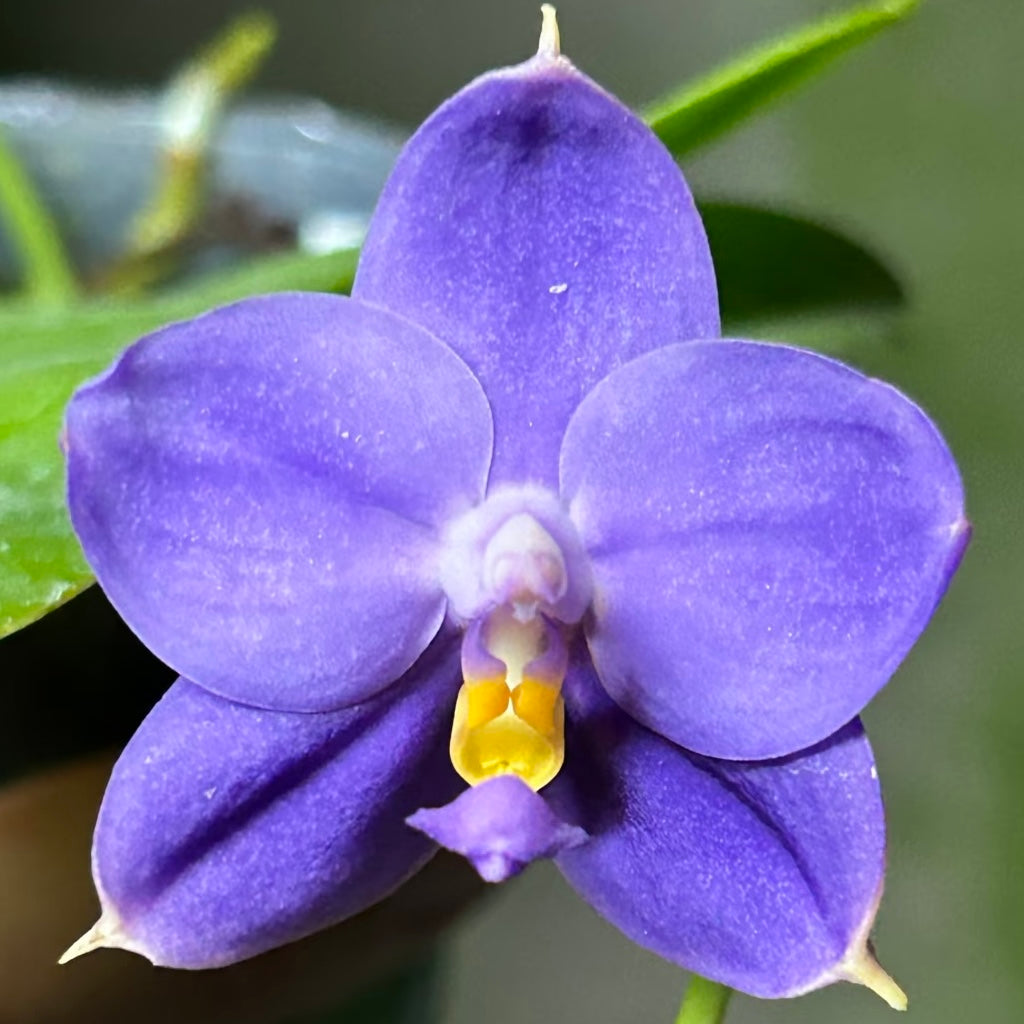 Phalaenopsis (Penang Jewel X (Yaphon Super Jaguar x Samera)) ‘BK’ X Yaphon Blue Bird)