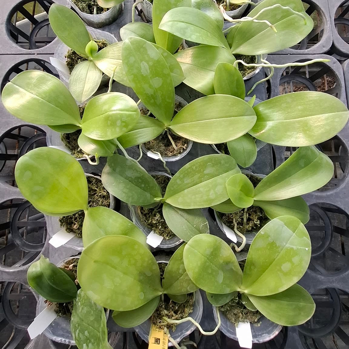 Green Phalaenopsis orchid with broad leaves and aerial roots