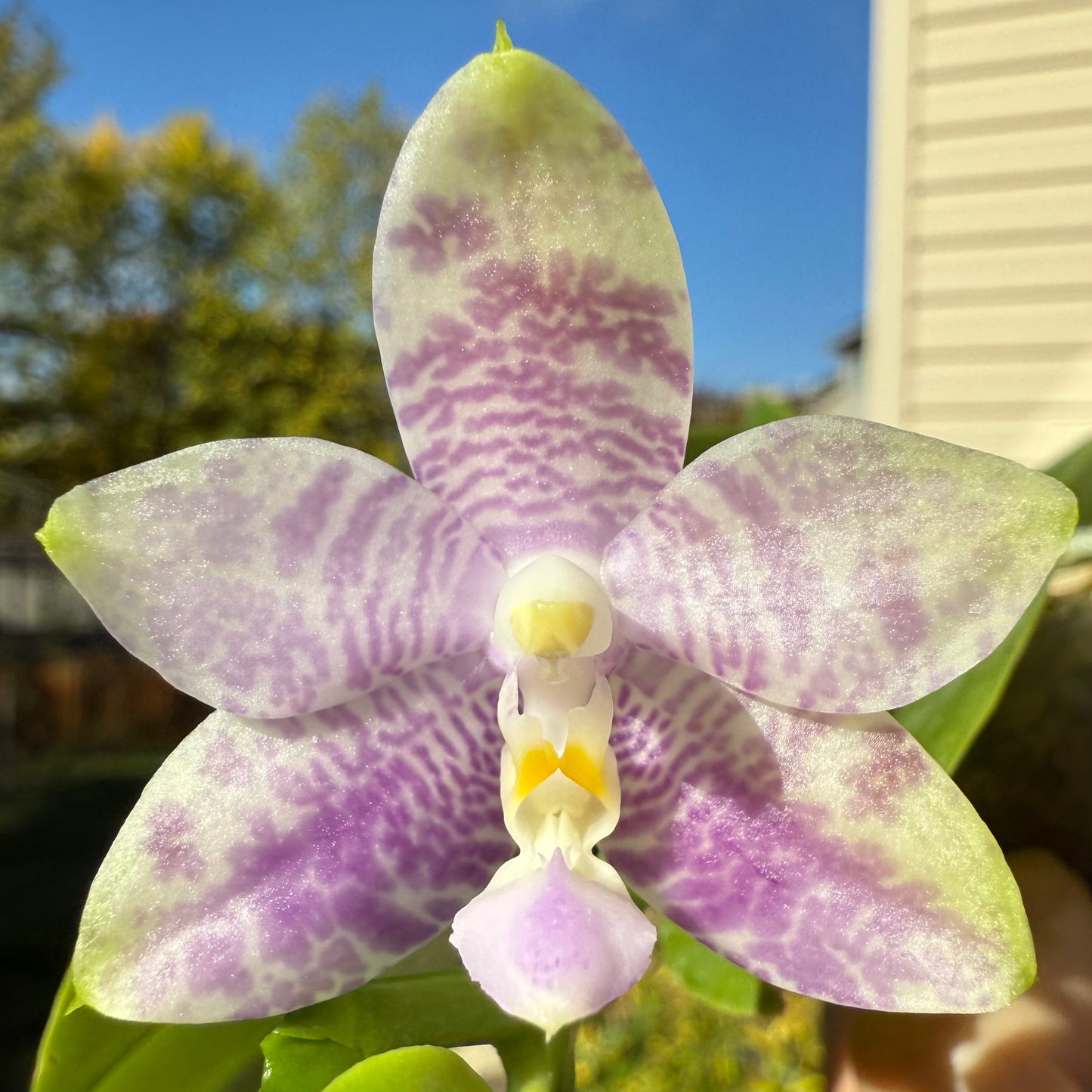 Phal. Mainshow Blue Wave x Phal. Mituo Purple Dragon