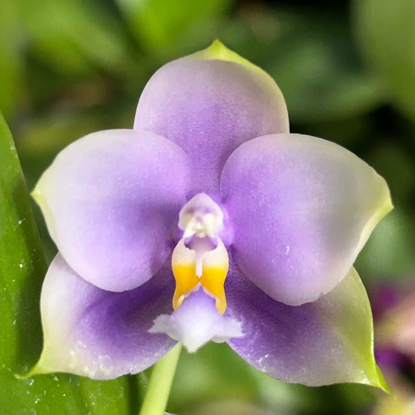 Close-up of purple Phalaenopsis orchid flower, home & garden plant