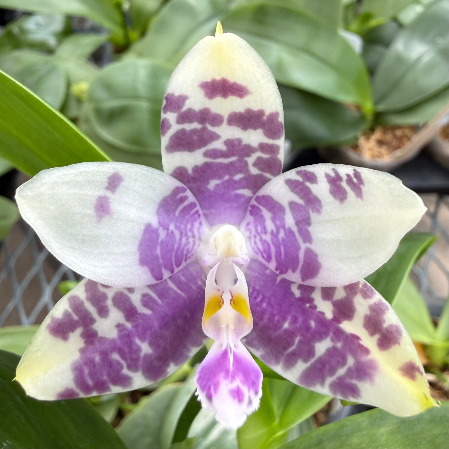 Phalaenopsis Freya’s Blue Koi