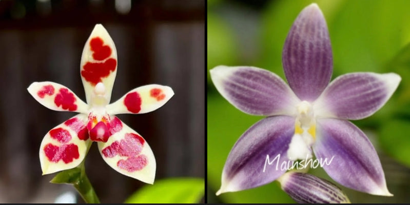 Phal. maculata x Phal. speciosa ‘blue’