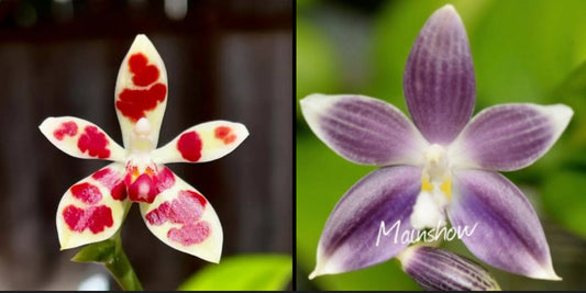Phal. maculata x Phal. speciosa ‘blue’