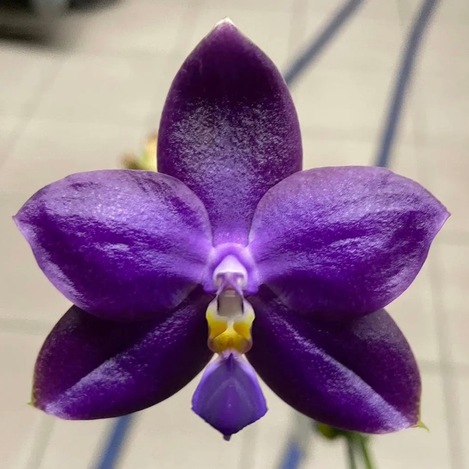 Phal. Ludde - violacea “YL64”