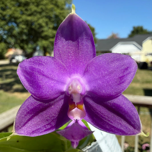 Bangkok Seedling Bloom BKH2250 orchid with vibrant purple petals and glossy texture, a rare novelty Phalaenopsis in full bloom.