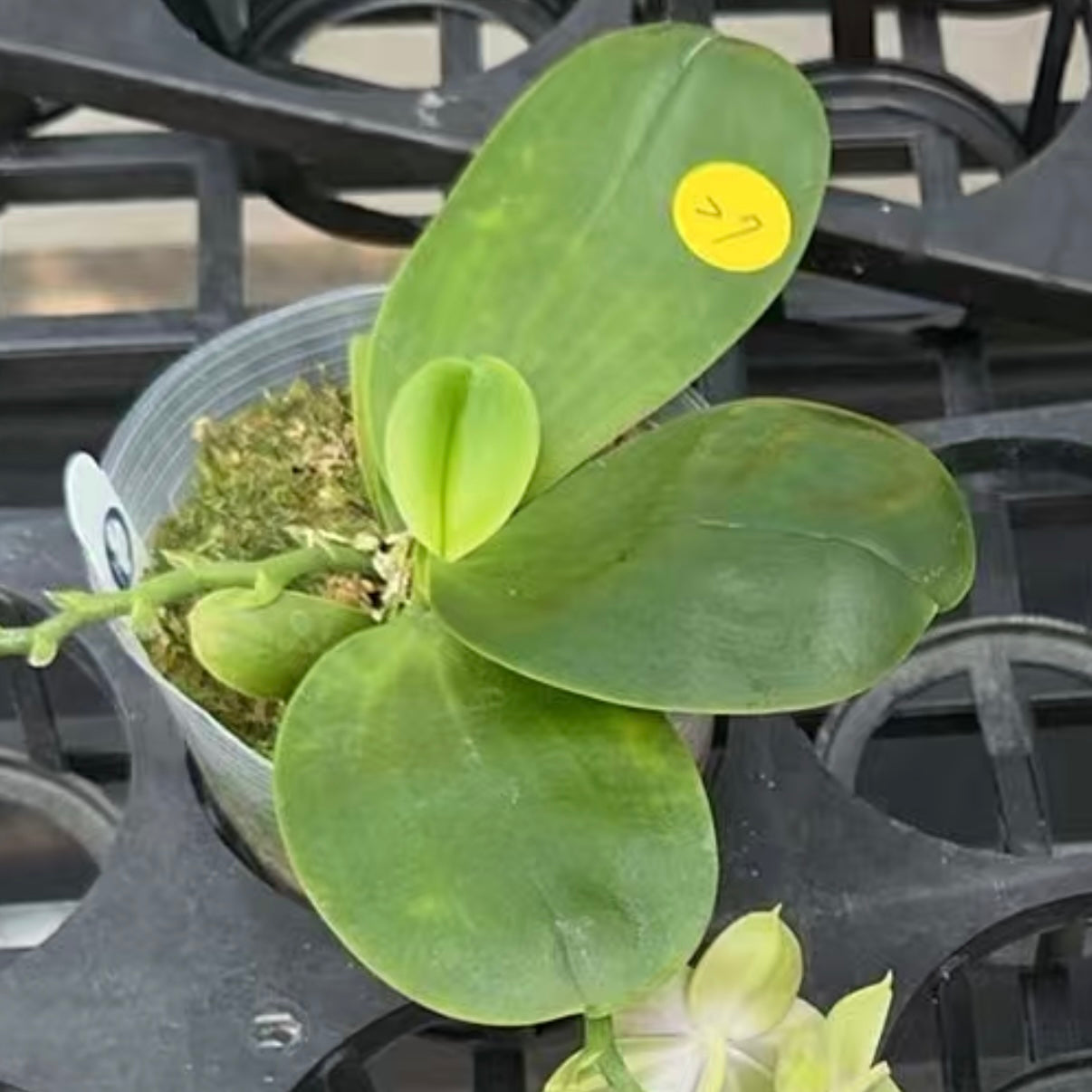 BTA216 - Phal. LL Blue Family x Phal. LD Avatar ‘Blue Memory’ #27