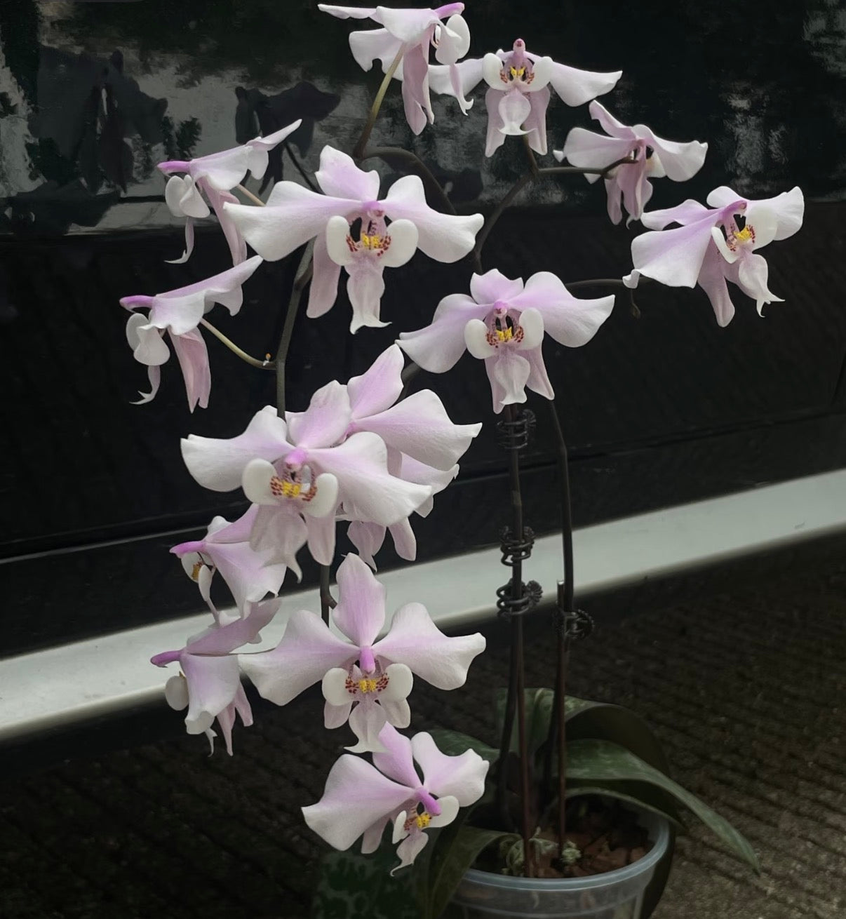 Pink and white Phalaenopsis orchid flowers blooming, ideal for floral arrangements