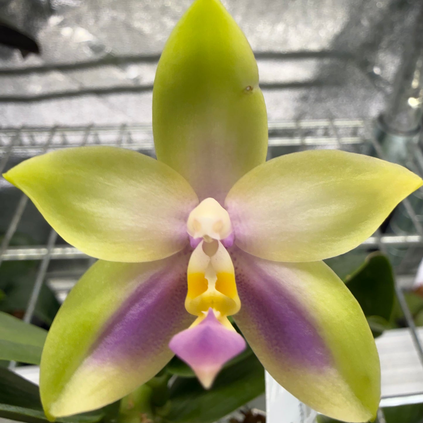 Phalaenopsis ((Yaphon Evergreen x LD Purple Bear) x Summer Pretty))
