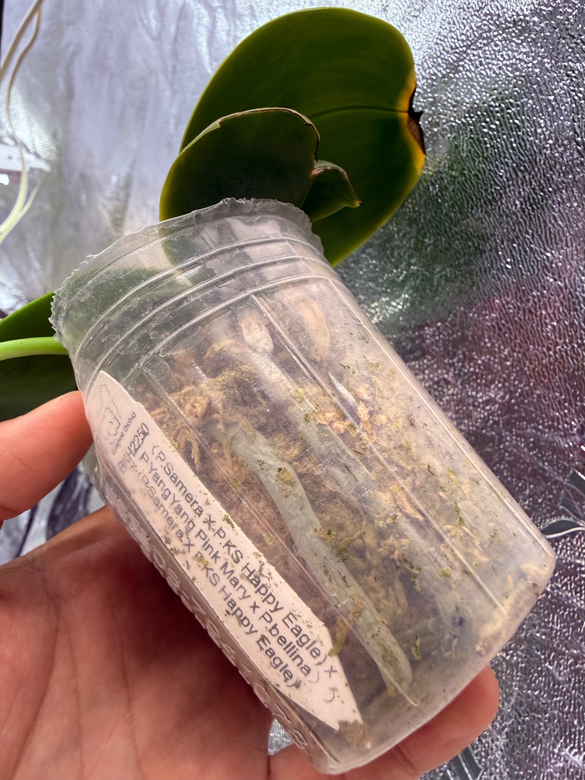 HCorchids