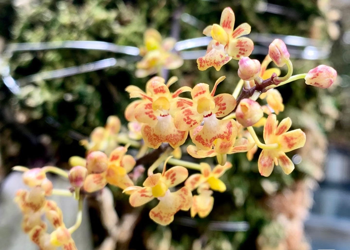 HCorchids