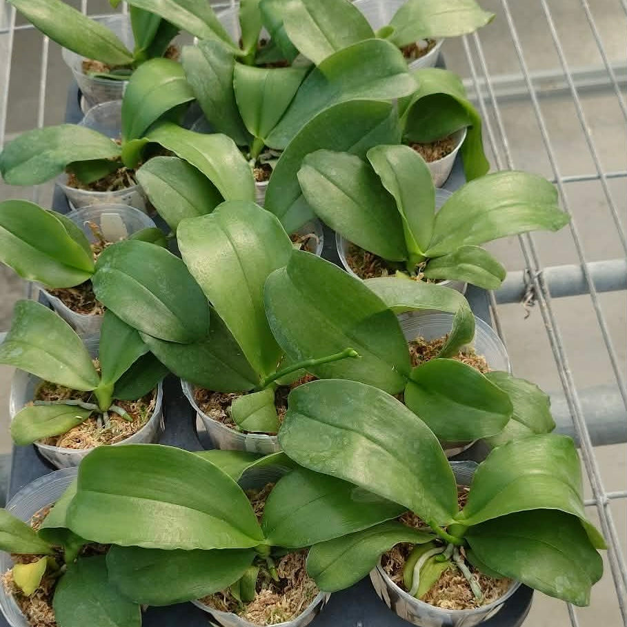 Phalaenopsis Ludde - violacea