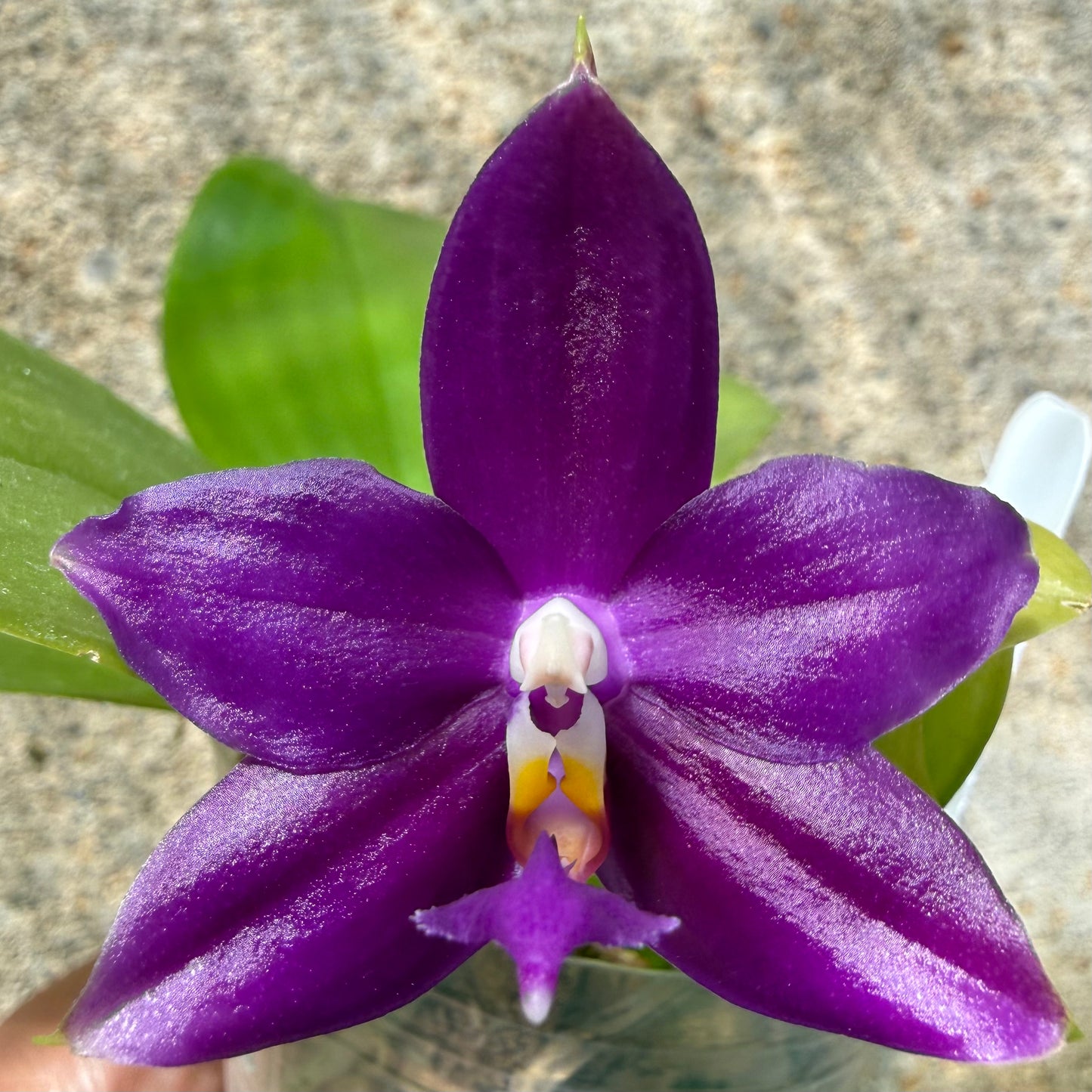 Phalaenopsis BKH 2397