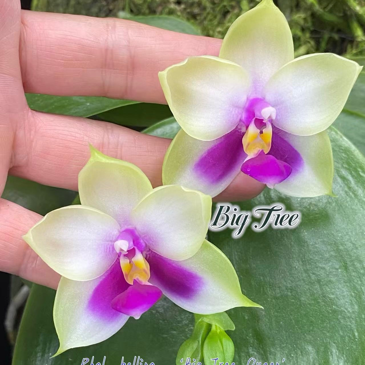 Phalaenopsis bellina ‘BT Queen’