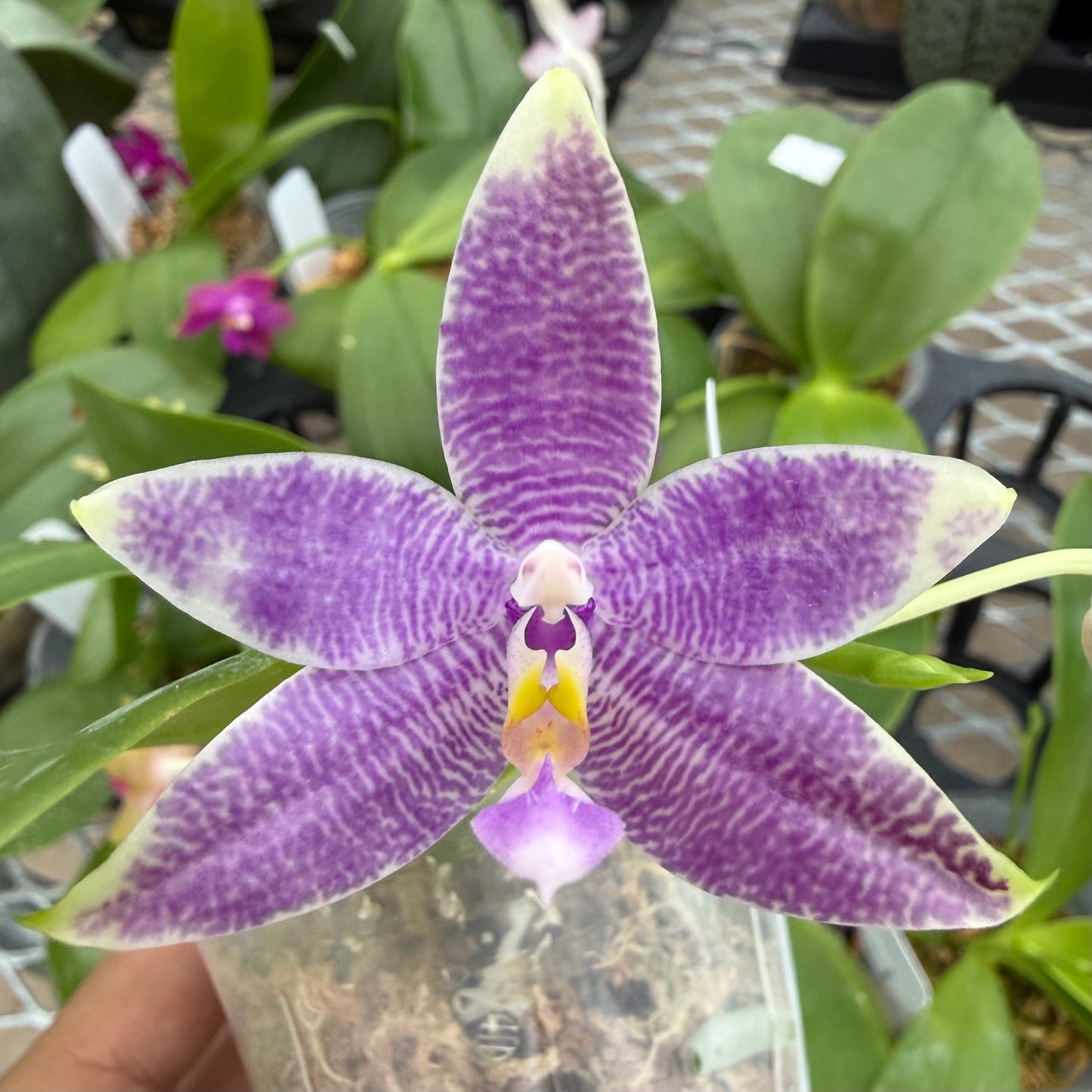 Phalaenopsis (Freya’s Blueberry Jam x Freya’s Deep Blue)