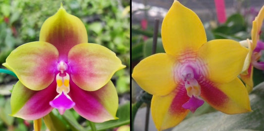 (P.Yaphon Batman x YangYang Pink Mary) X P. Dragon Tree Eagle