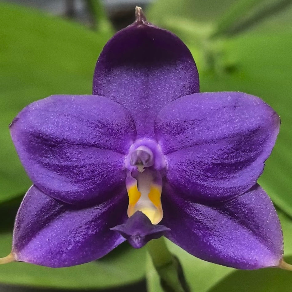 Phalaenopsis (Penang Jewel X (Yaphon Super Jaguar x Samera)) ‘BK’ X Yaphon Blue Bird)