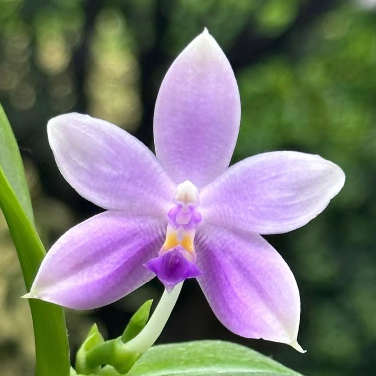 Phal. Germaine Vincent X Phal. KS Blue luedde