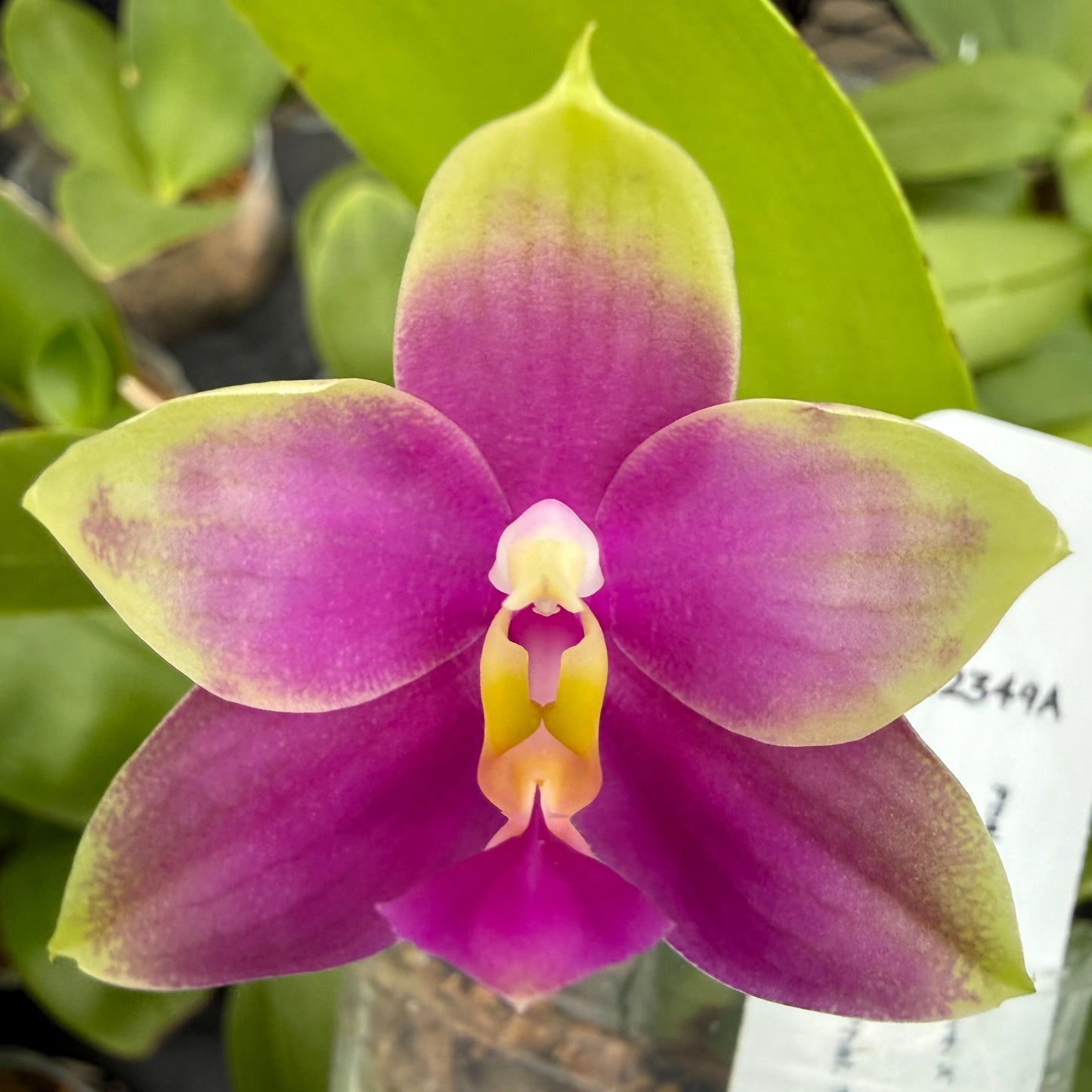 Phalaenopsis BKH 2349A