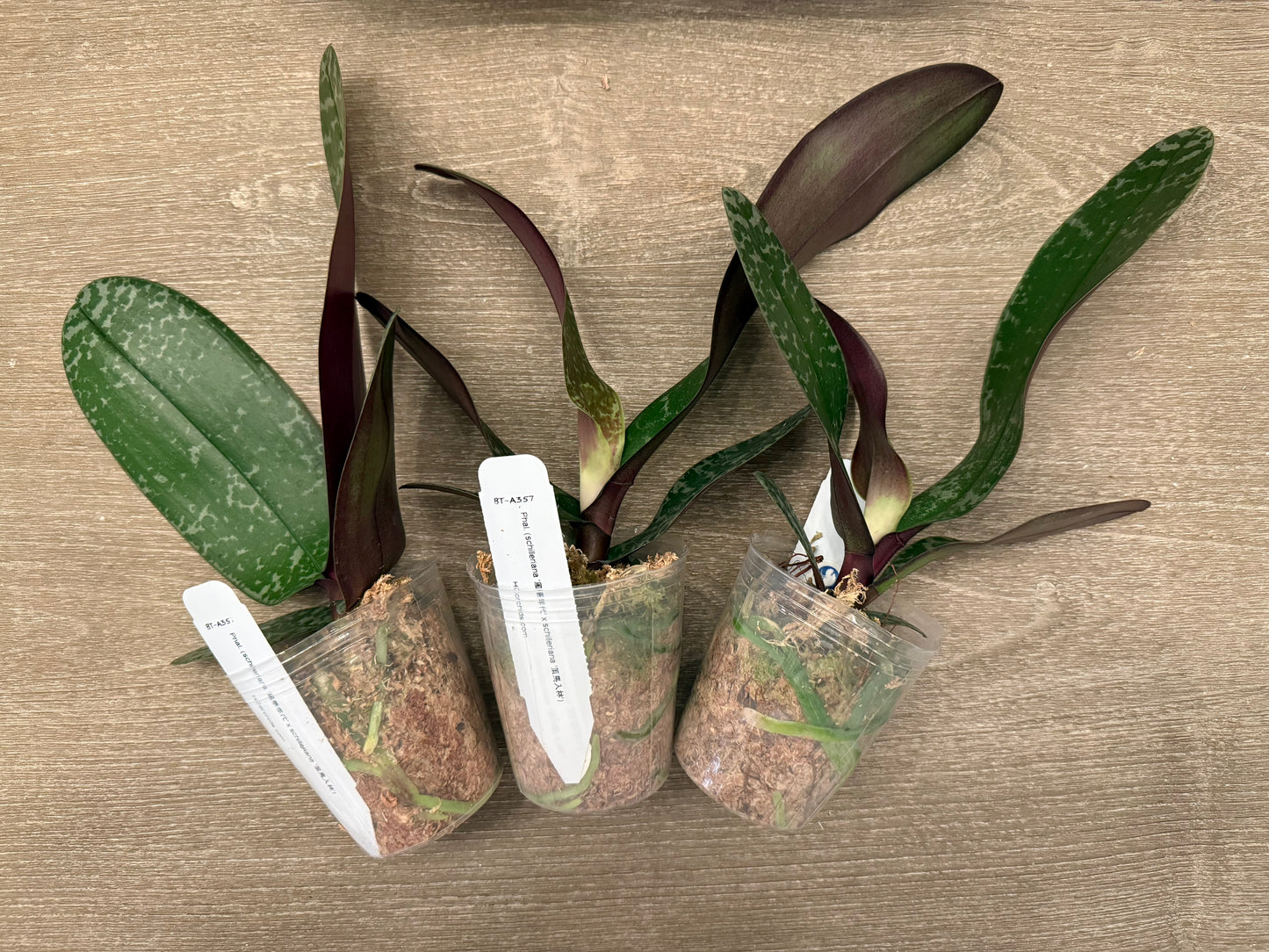 Phalaenopsis (schilleriana ‘风华年代’ x schilleriana ‘策马入林’) BTA357