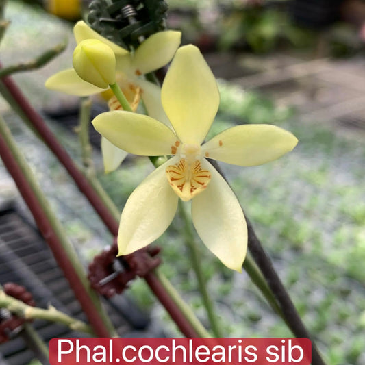Phalaenopsis cochlearis x sib - species orchid with pale yellow petals and red-striped lip, ideal for collectors of novelty orchids.
