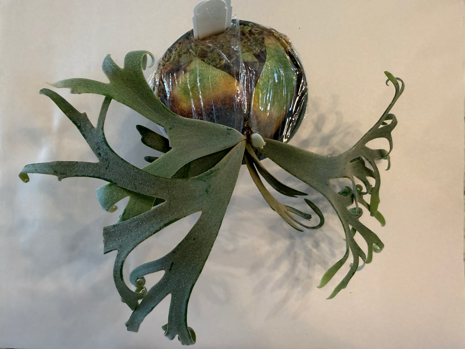 Platycerium Jenny Pup - Collectible Indoor Plant – HCorchids Platycerium Jenny Pup - Collectible Indoor Plant – HCorchids