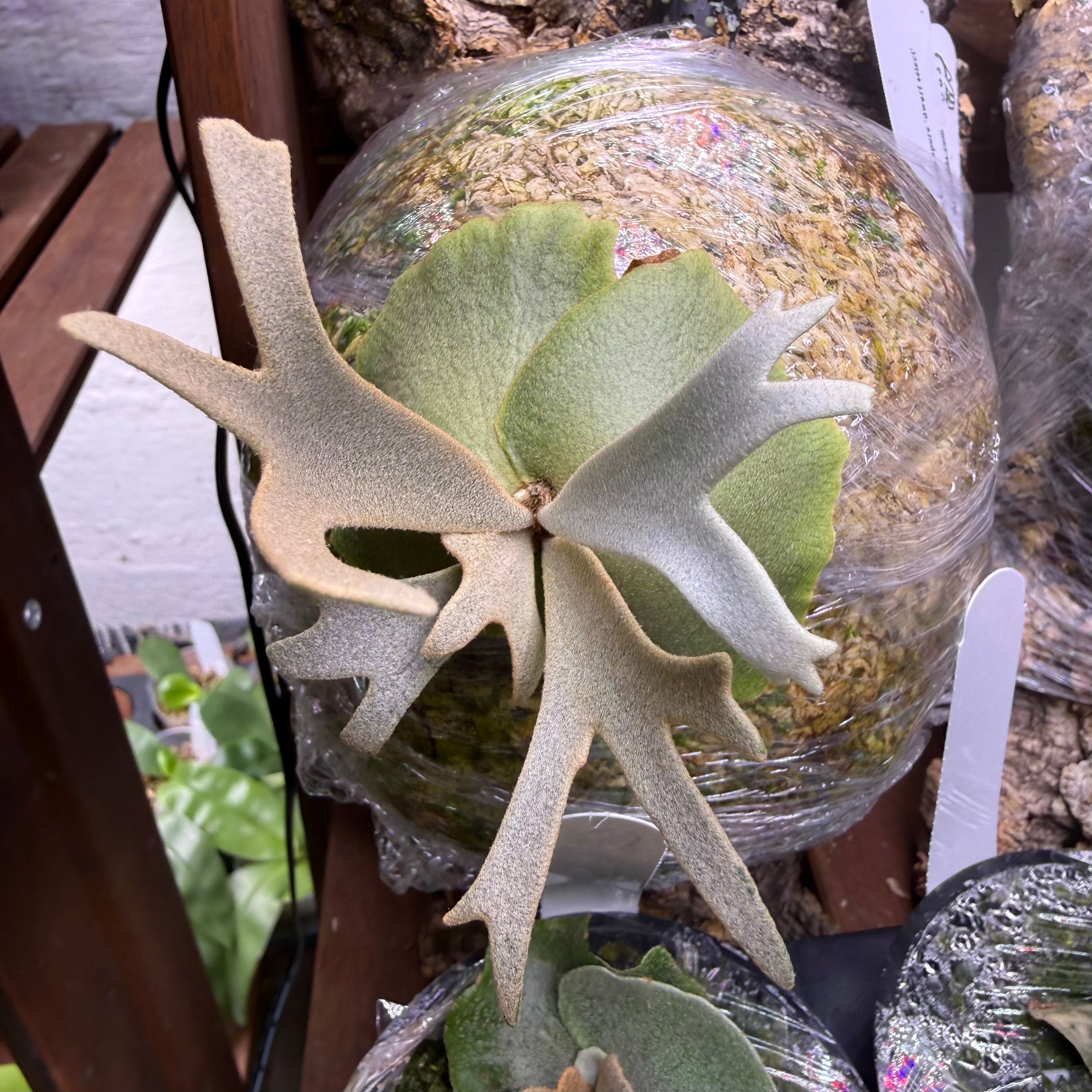 P. Willinckii Dwarf Select Miniature Plant – HCorchids