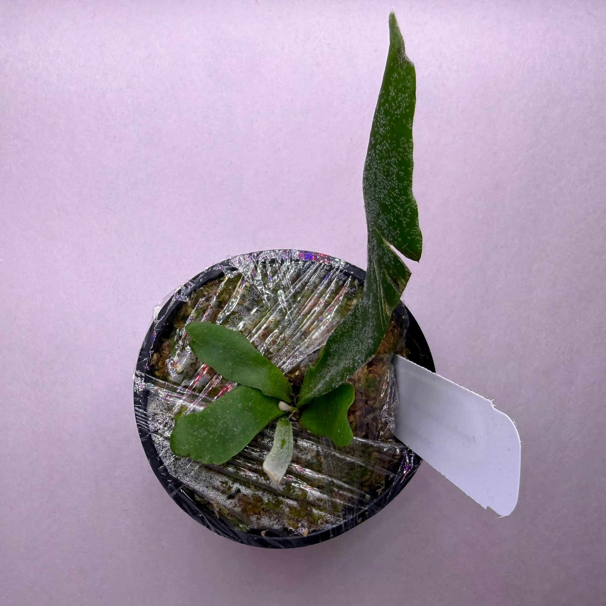 Young Platycerium Willinckii Little Crown SBD#1 spore plant in a small pot with protective wrap, perfect for home propagation.