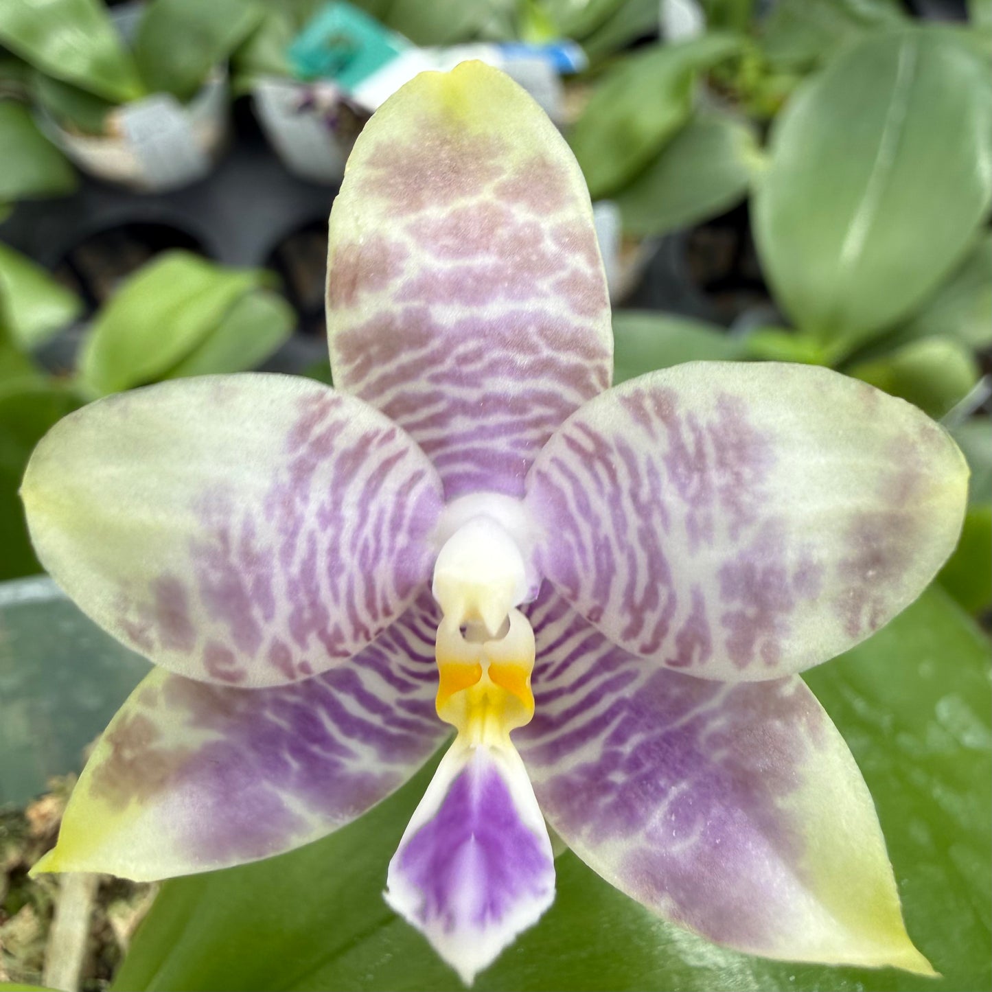 Phalaenopsis (Freya’s Blue Origin x LL Blue Spots)